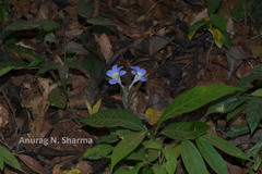 Barleria courtallica